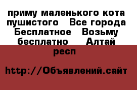 приму маленького кота пушистого - Все города Бесплатное » Возьму бесплатно   . Алтай респ.